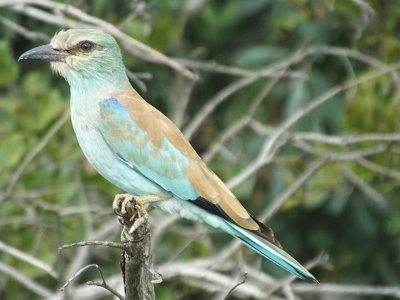 KrugerSafari (58)