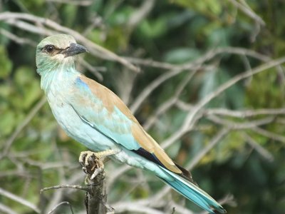 KrugerSafari (59)