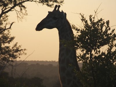 KrugerSafari (6)