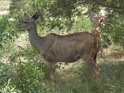 KrugerSafari (64)