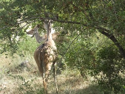 KrugerSafari (65)