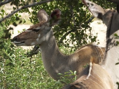 KrugerSafari (66)