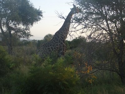 KrugerSafari (7)