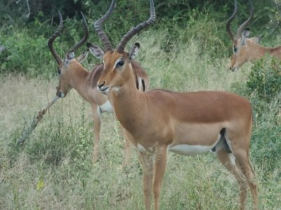 KrugerSafari (70)