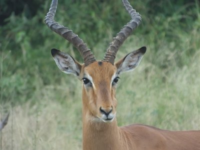 KrugerSafari (71)