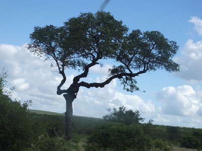 KrugerSafari (73)