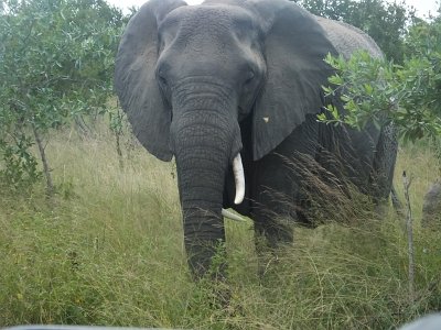 KrugerSafari (74)