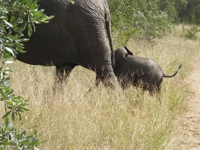 KrugerSafari (77)