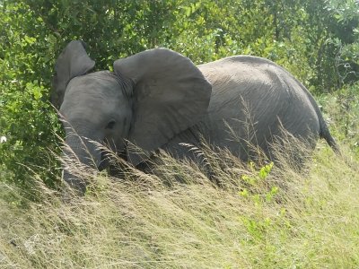 KrugerSafari (78)