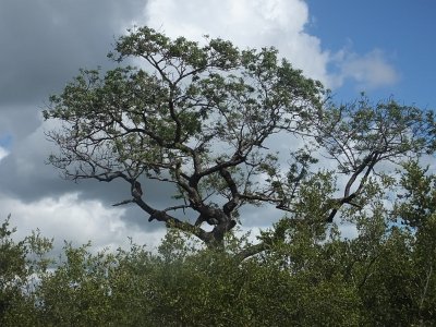 KrugerSafari (79)