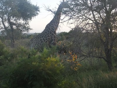 KrugerSafari (8)