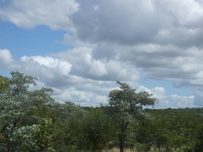 KrugerSafari (83)