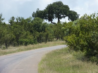 KrugerSafari (84)