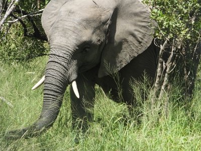 KrugerSafari (88)