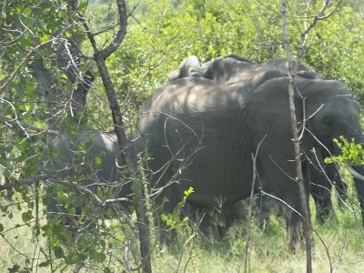 KrugerSafari (89)