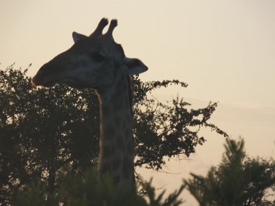 KrugerSafari (9)