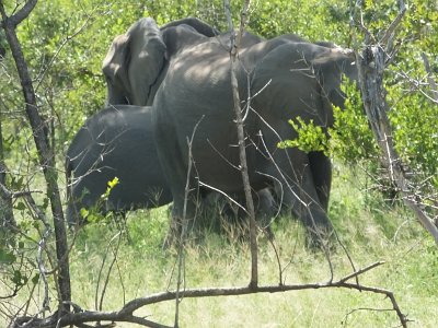 KrugerSafari (90)