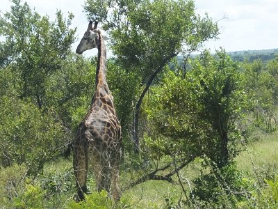 KrugerSafari (91)