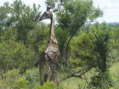 KrugerSafari (92)