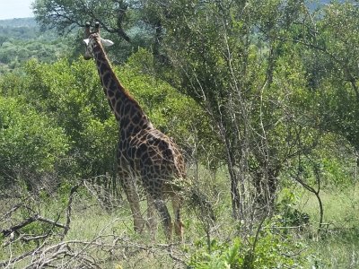 KrugerSafari (93)