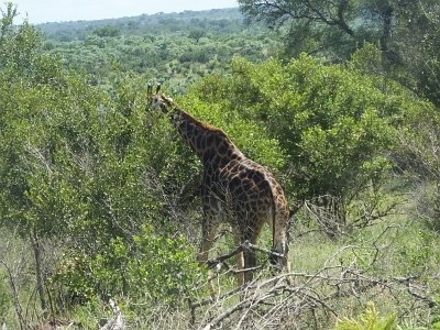 KrugerSafari (95)