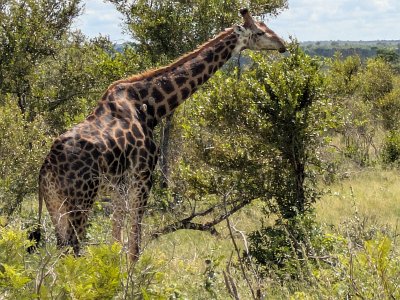 KrugerSafari (96)