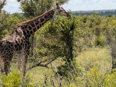 KrugerSafari (97)