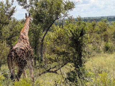 KrugerSafari (98)