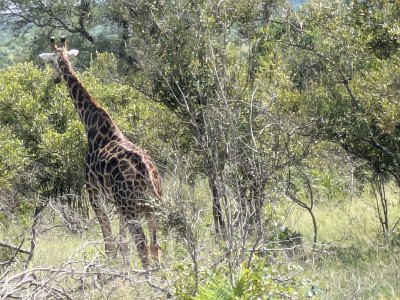 KrugerSafari (99)