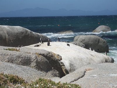 penguins (10)