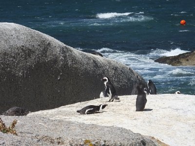 penguins (11)