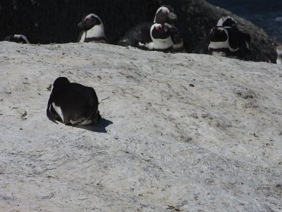 penguins (12)