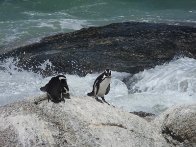 penguins (13)