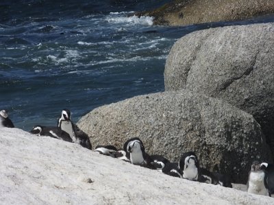 penguins (15)