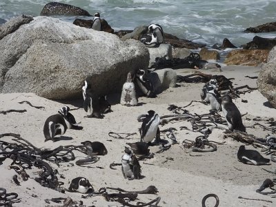 penguins (20)