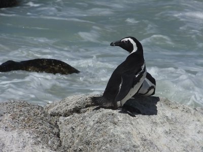 penguins (21)