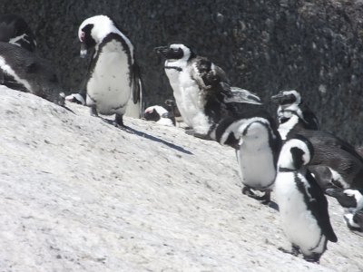 penguins (23)