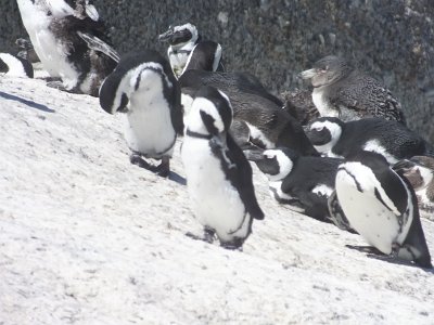 penguins (25)