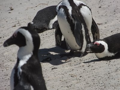 penguins (26)