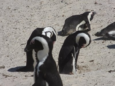 penguins (27)