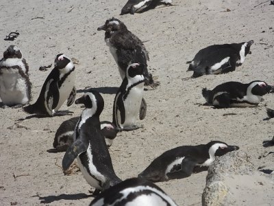 penguins (28)