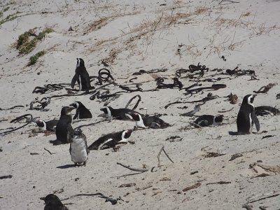 penguins (29)