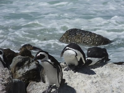 penguins (31)