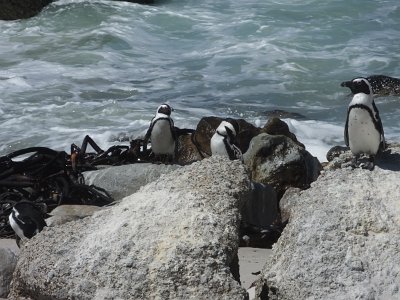 penguins (33)