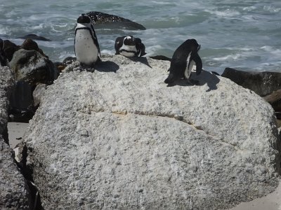 penguins (35)