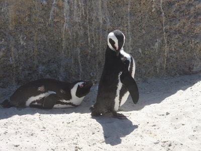 penguins (46)