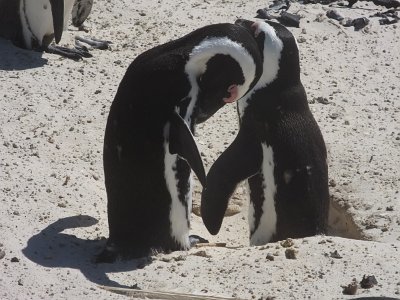 penguins (47)