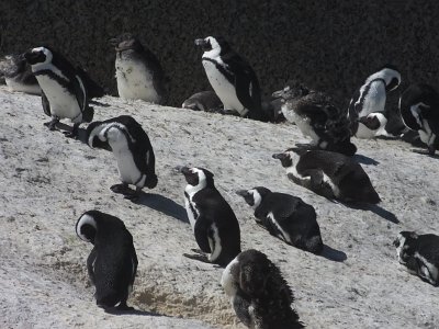 penguins (48)