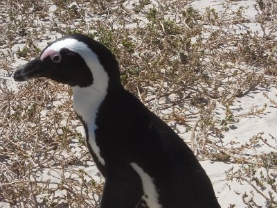 penguins (53)