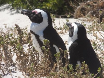 penguins (54)